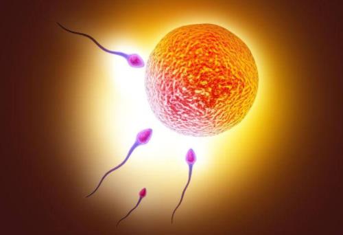 精子是怎么找到卵子的?怎样才能使精子卵子相遇?