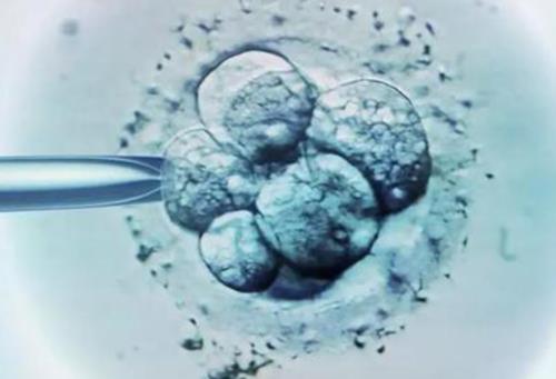 襄胚移植注意事项？一枚襄胚移植的成功率是多少？