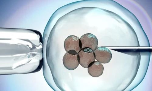 试管放2个胚胎的成活率？试管移植两个胚胎都能存活率高吗？