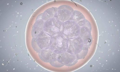 襄胚分裂的概率大吗？试管移植4bb囊胚有可能分裂吗？